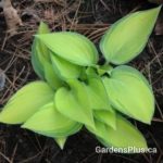 Dinner Mint Hosta