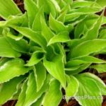 Lemon Frost Hosta