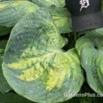 Sound Of Music Hosta