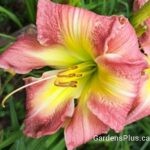 Daylily Super Pink Spider