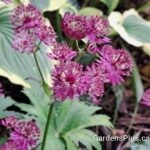 Astrantia Burgundy Manor