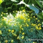 Corydalis Lutea