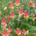 Native Columbine