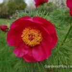 Fern Leaf Peony