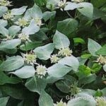 Short Toothed Mountain Mint